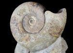 Ammonite (Euhoploceras) With Belemnites - Dorset, England #63380-2